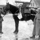 Nothing to see here, just a horse with a machine gun during WW1